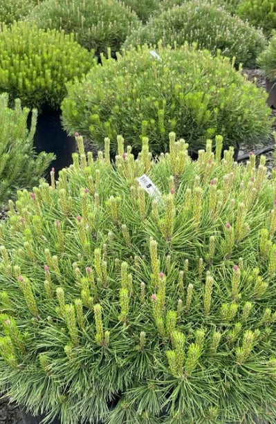 Pinus mugo 'Mughus'