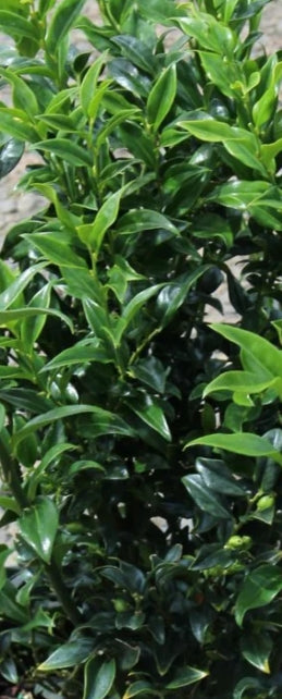 Sarcococca ruscifolia