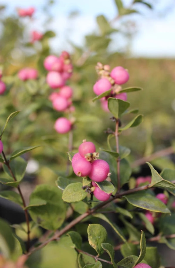 Symphoricarpos x doorenbosii 'Marleen'