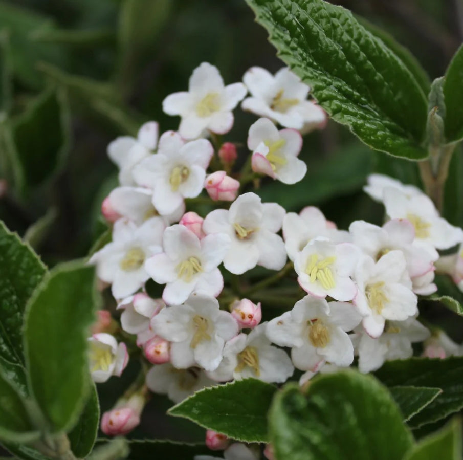 Viburnum burkwoodii
