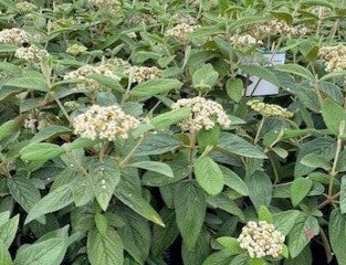 Viburnum rhytidophyllum 'Allegheny'