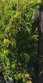 VINE Parthenocissus quinquefolia