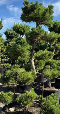 Pinus nigra 'Oregon Green', Poodle (CG)