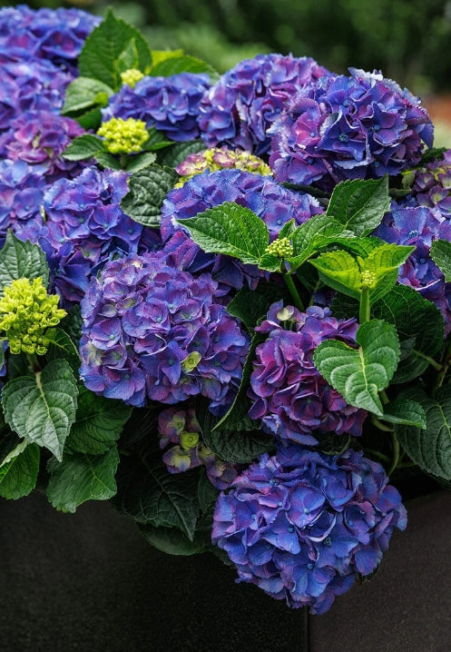 Hydrangea m. SEASIDE SERENADE® 'Newport' PP28085