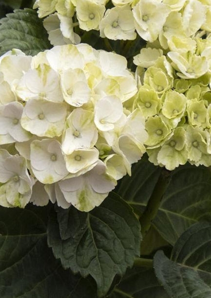 Hydrangea m. SEASIDE SERENADE® 'Cape Lookout' PP30268