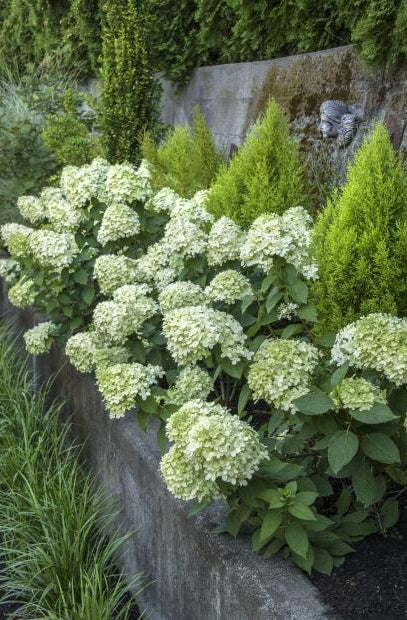 Hydrangea Tree pan. Little Lime® COLOR CHOICE® PW PP22330 (pale green), STD 30''