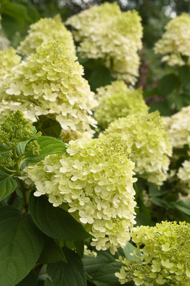 Hydrangea pan. 'Limelight' PW PP12874 (pale green)