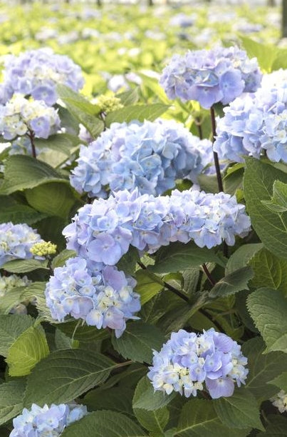 Hydrangea m. 'Blue Enchantress'® PP25209 (blue)