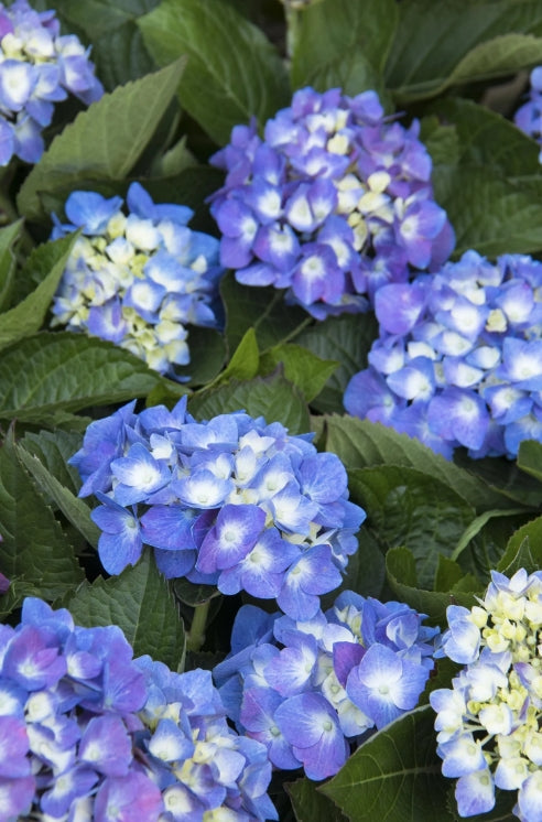 Hydrangea m. SEASIDE SERENADE® 'Cape Codt' PP28974 (blue)