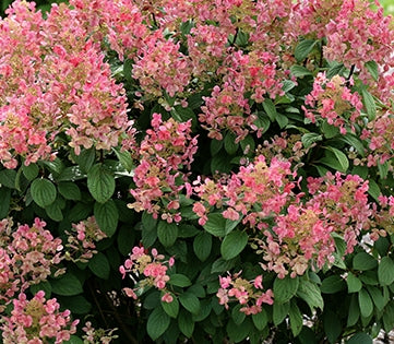Hydrangea pan. COLOR CHOICE® LITTLE QUICK FIRE® PW PP25136 (pink)