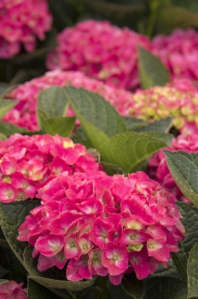 Hydrangea m. SEASIDE SERENADE® 'Martha's Vineyard' PP31352 (pink)
