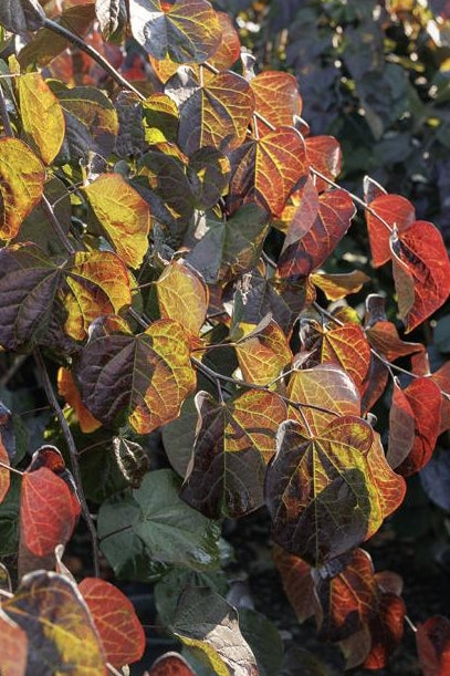 Cercis can. 'Ruby Falls' PP22097 (CG)
