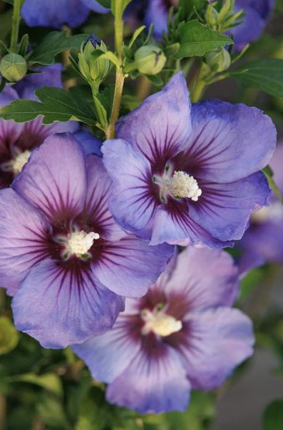 Hibiscus syr. Chateau® 'De Versailles' PP31152 (violet/blue)