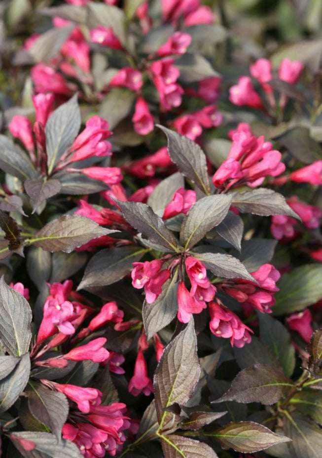 Weigela f. 'Spilled Wine'® PW PP23781
