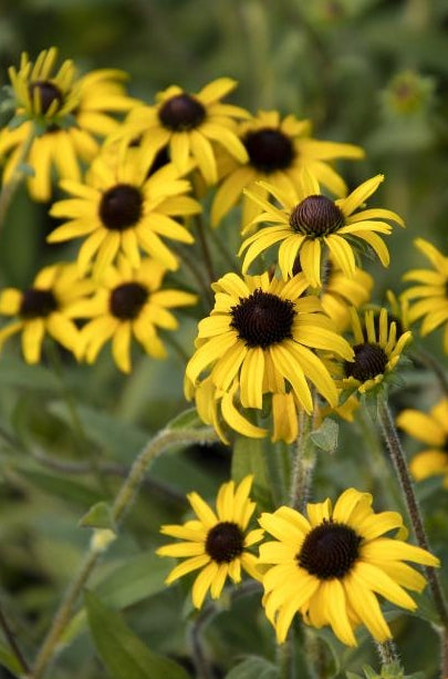 Rudbeckia 'American Gold Rush' PP28498
