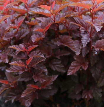 Physocarpus op. 'Angel'® PP28059
