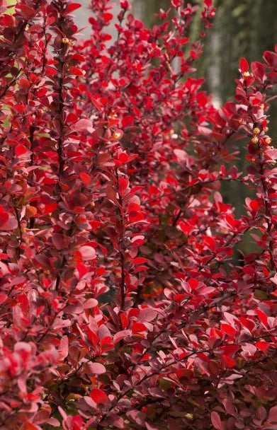 Berberis thunbergii 'Orange Rocket' PP18411