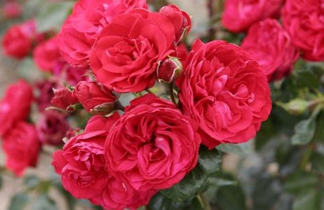 Rosa climb. 'Crimson Sky' ™ PP18564 (red)