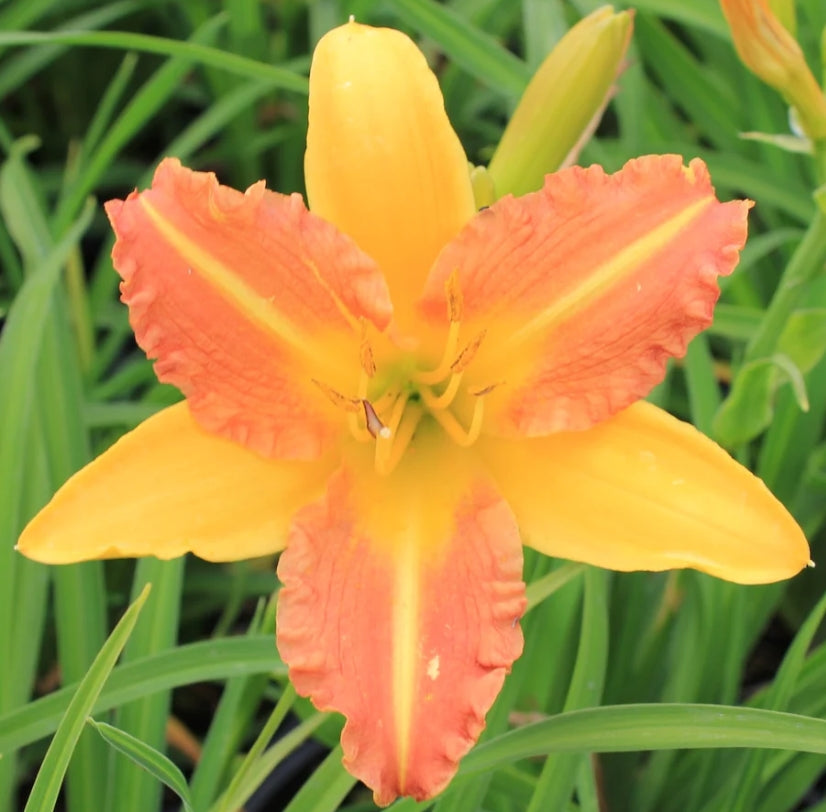 Hemerocallis 'Eenie Allegro' (apricot)