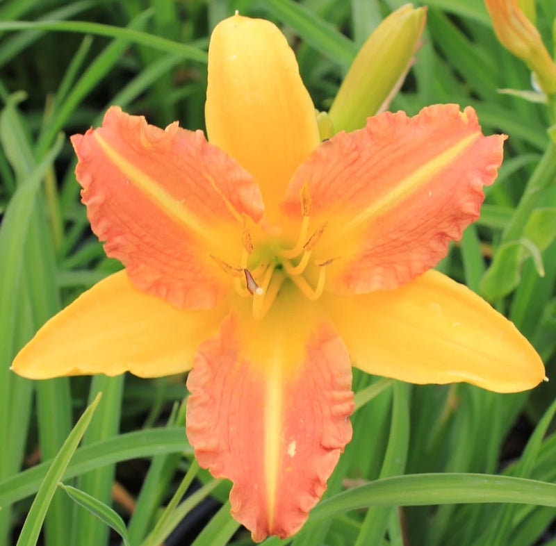 Hemerocallis 'Eenie Allegro' (apricot)