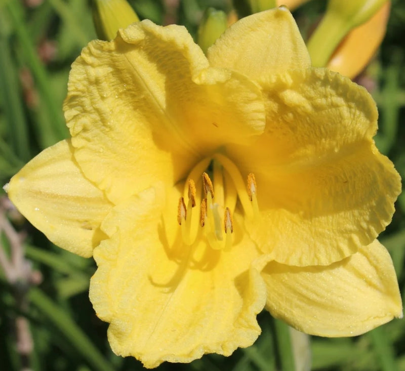Hemerocallis 'Happy Returns' (yellow)