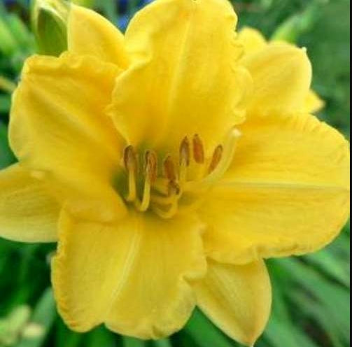 Hemerocallis 'Irish Elf' (yellow)