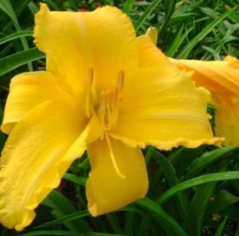 Hemerocallis 'Mary Todd' (yellow)