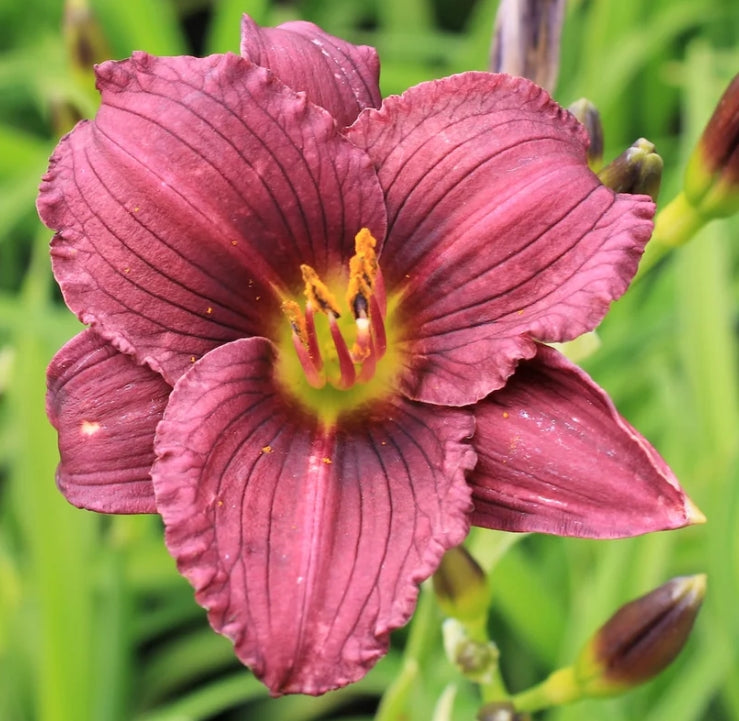 Hemerocallis 'Purple de Oro' (lavender)