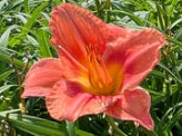 Hemerocallis 'South Seas' (coral)