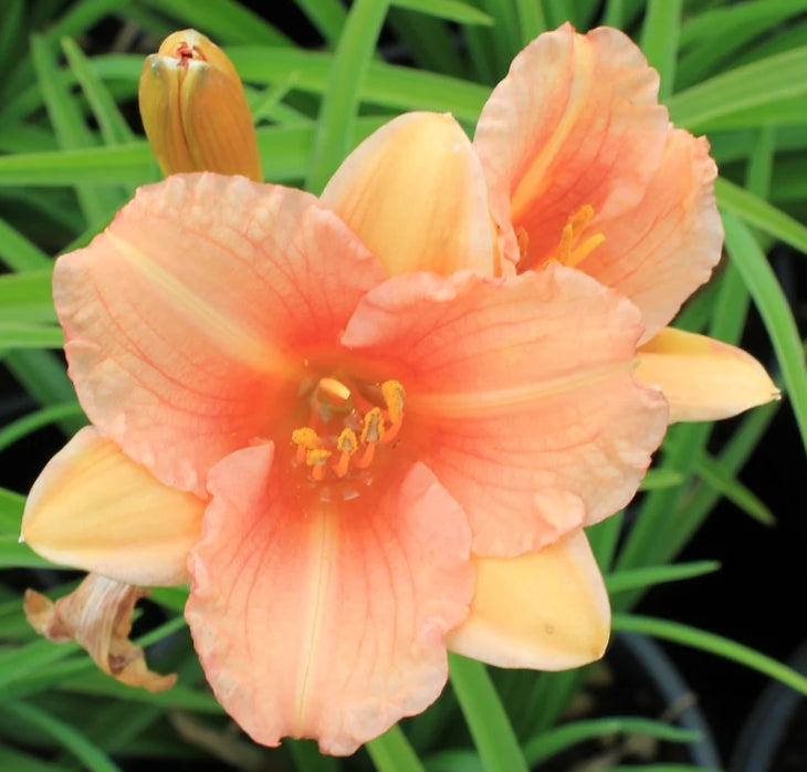 Hemerocallis EveryDayLily® 'Pink Wing'