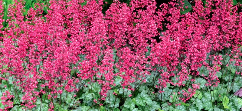 Heuchera 'Paris' PP18881