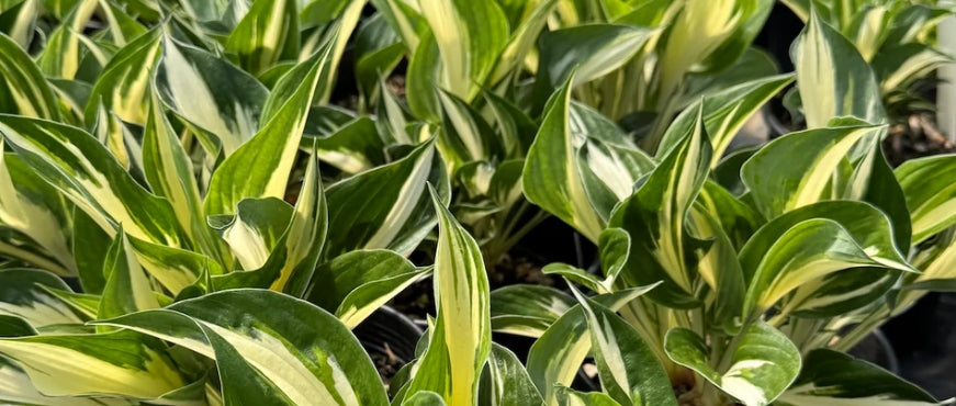 Hosta 'Sting'