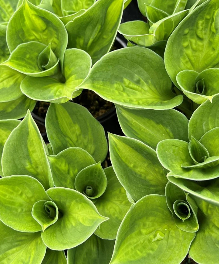 Hosta 'Sunset Grooves'