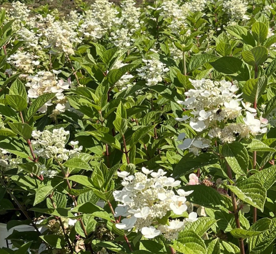 Hydrangea pan. COLOR CHOICE® QUICK FIRE® PW PP16812 Tree Form (white/red)