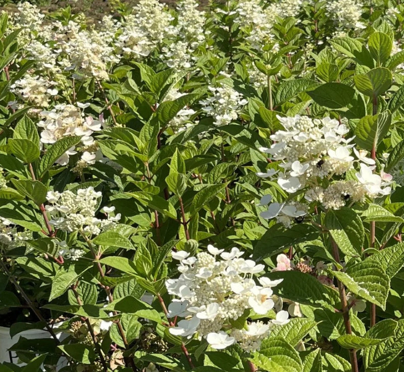 Hydrangea pan. COLOR CHOICE® QUICK FIRE® PW PP16812 Tree Form (white/red)