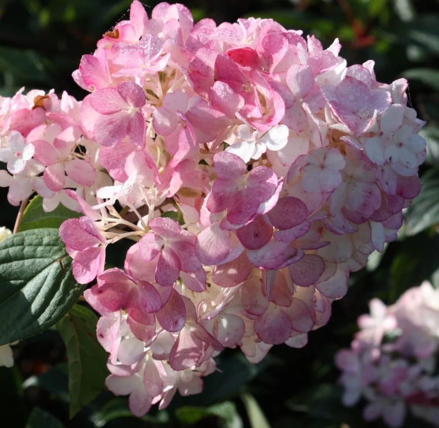 Hydrangea pan. Vanilla Strawberry™ FIRST EDITIONS® PP20670, Tree Form