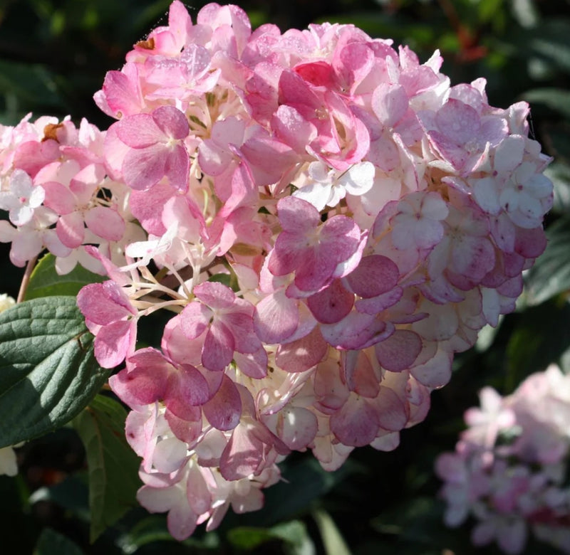 Hydrangea pan. Vanilla Strawberry™ FIRST EDITIONS® PP20670, Tree Form