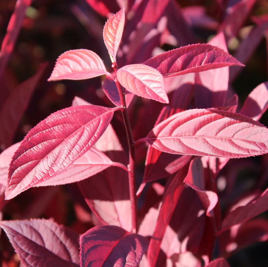Itea virginica 'Henry's Garnet'