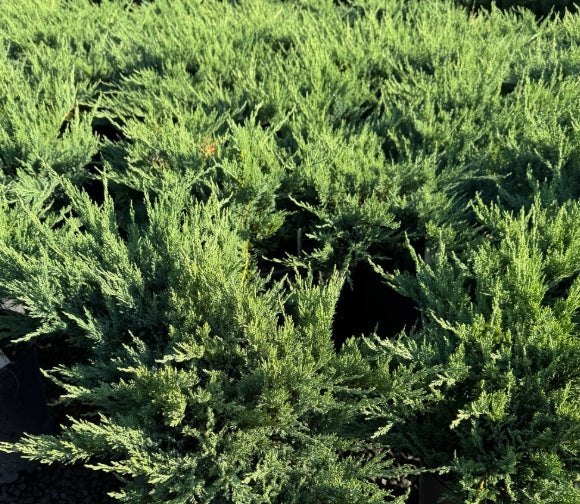 Juniperus sab. 'New Blue Tam', Pom Pom