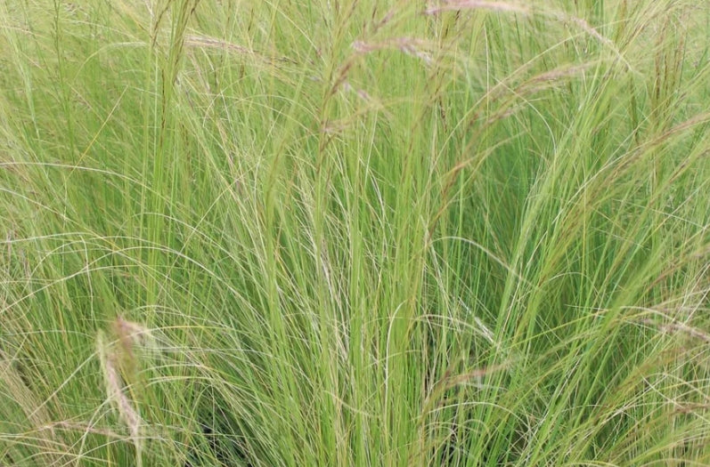 Grass, Stipa tenuissima