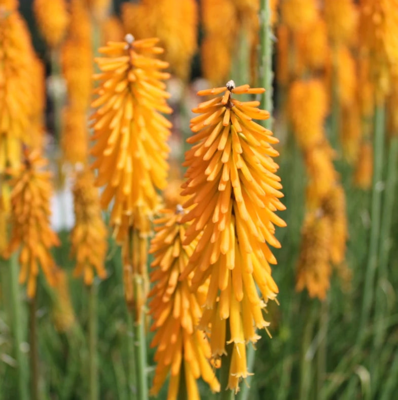 Kniphofia 'Mango Popsicle' PP22968