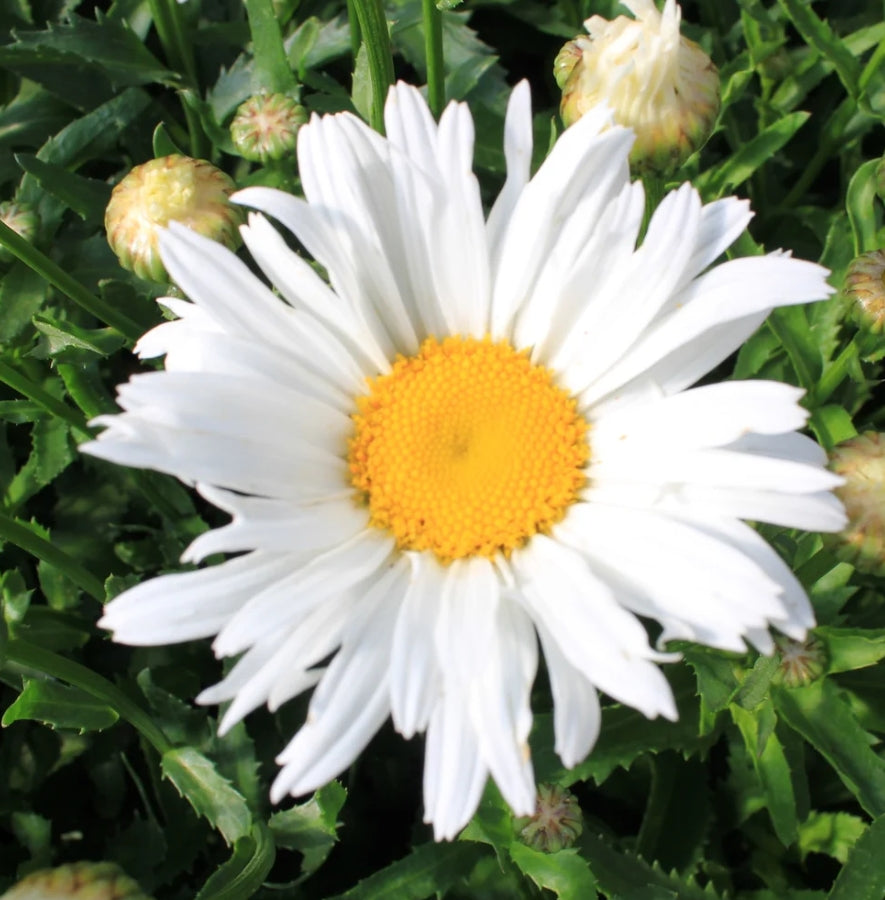 Leucanthemum x superbum 'Madonna'