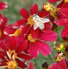 Coreopsis PERMATHREAD™ 'Red Satin' PP25736 (dark red)