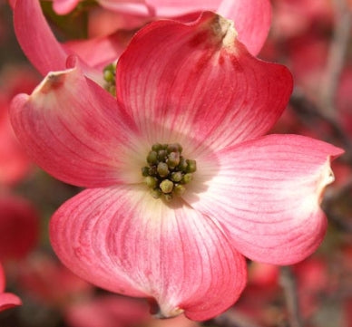 Cornus fl. 'Cherokee Brave' (rosy red) (CG)