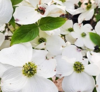 Cornus fl. 'Cherokee Princess' (white) (CG)