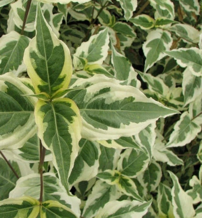 Cornus k. 'Summer Fun' (white) (CG)