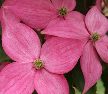 Cornus k. SCARLET FIRE™ PP28311 (pink) CG