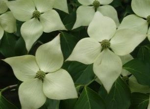 Cornus k.c. 'Galilean' ™ (white) (CG)
