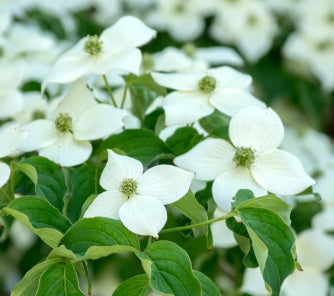 Cornus k.c. 'Milky Way' (white) (BBP)
