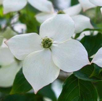 Cornus kousa (white), Clump